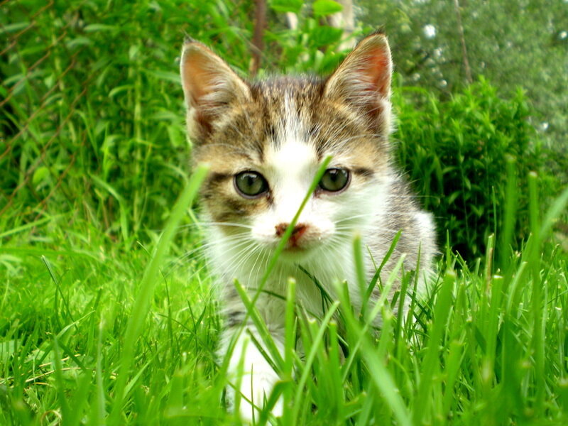 kitten in the grass