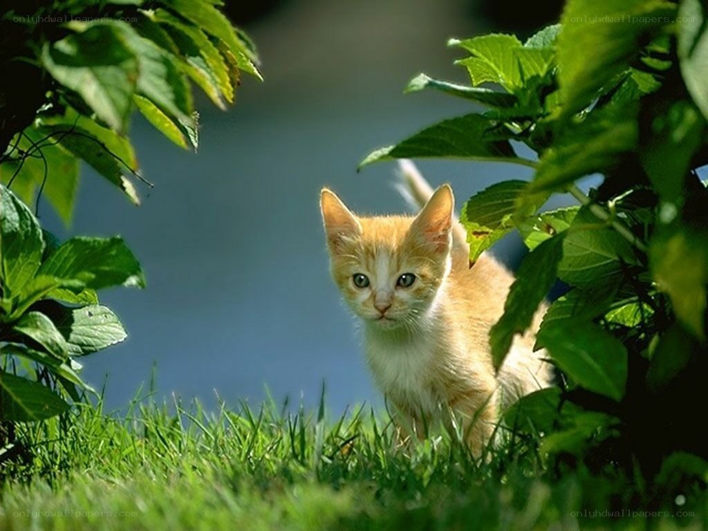 kitten in the grass
