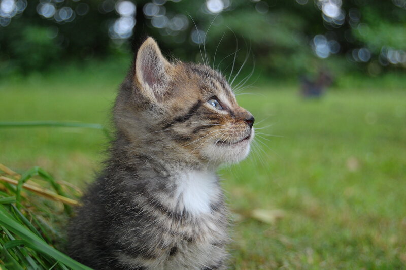 kitten in the grass