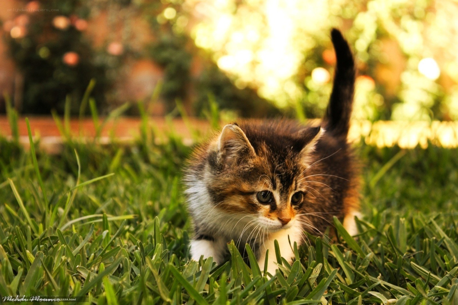kitten in the grass