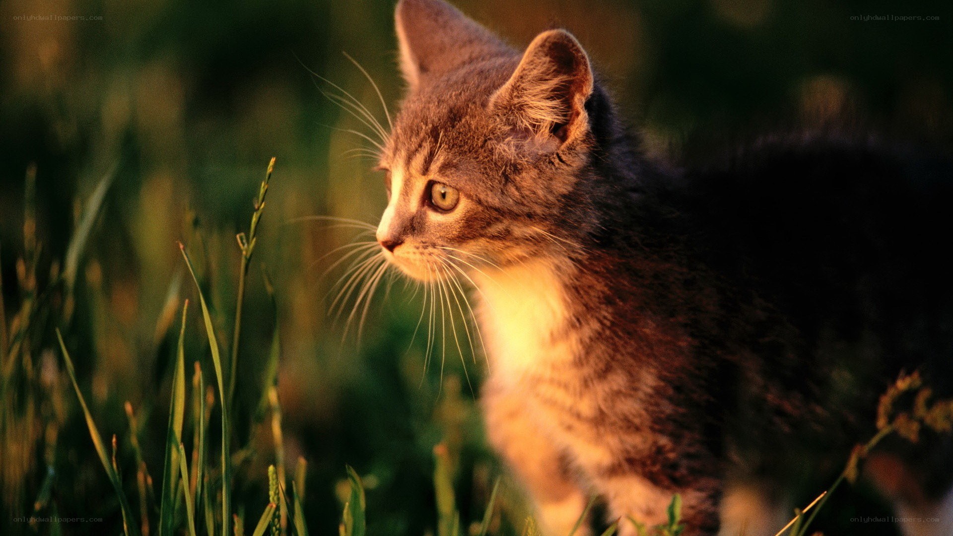 kitten in the grass at sunset