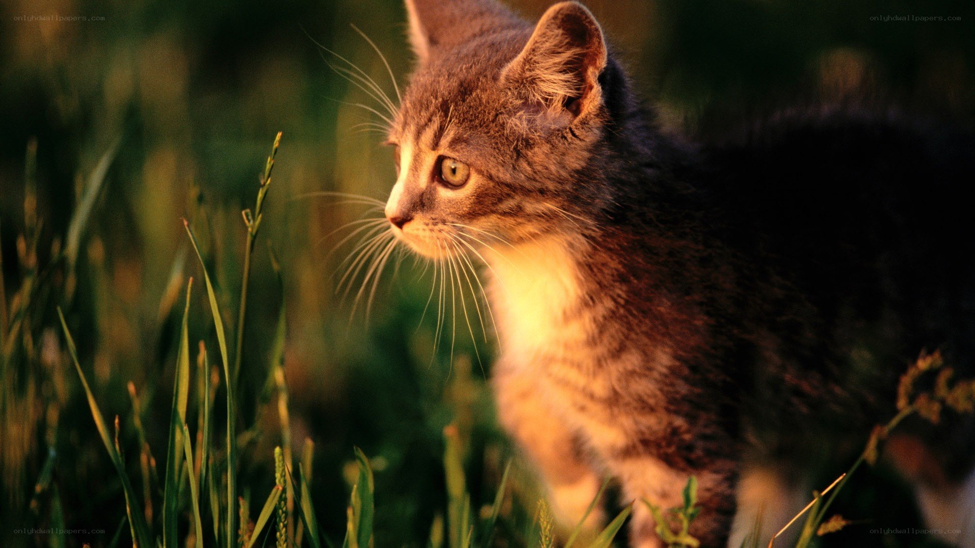 kitten in the grass at sunset
