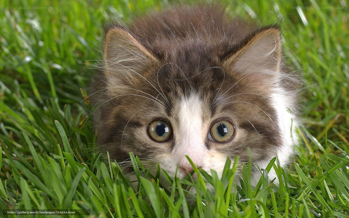 kitten in the grass