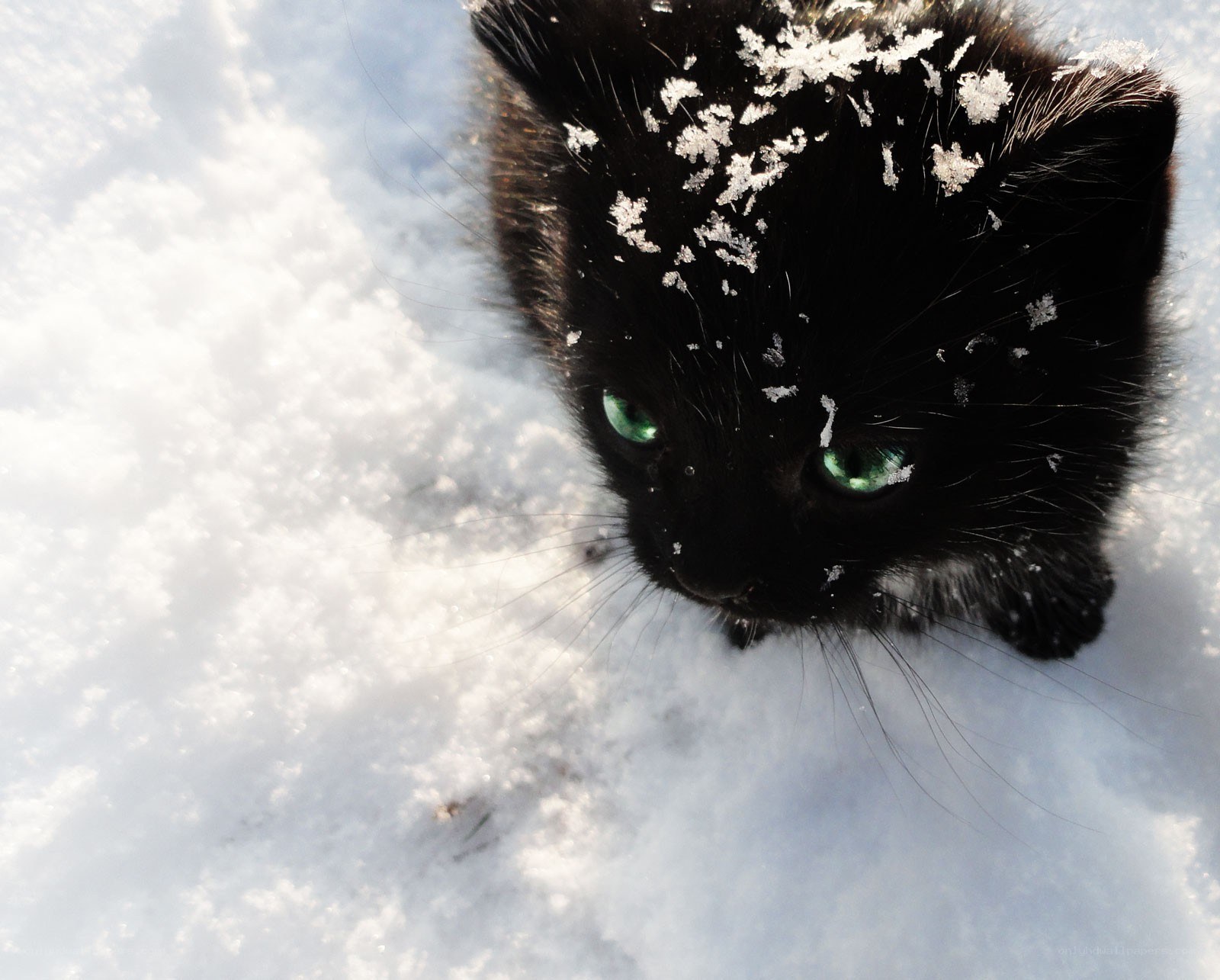 kitten in the snow