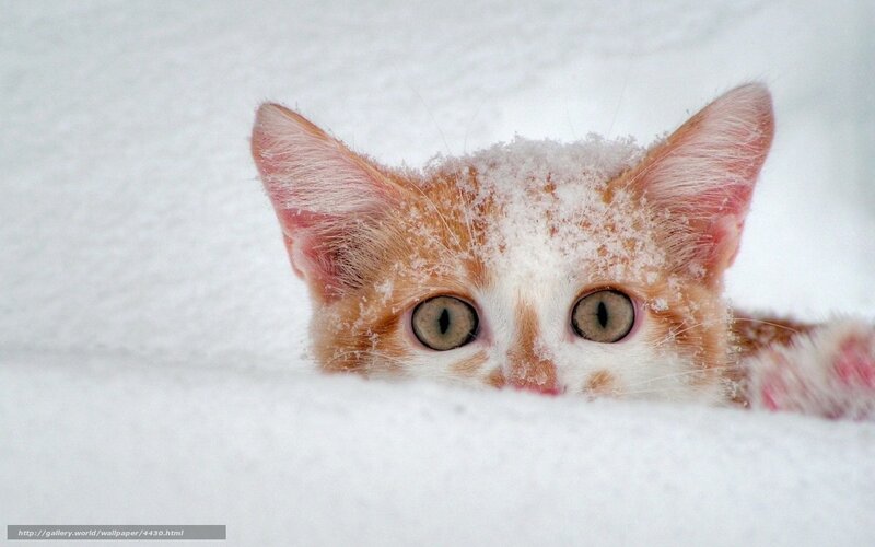 kitten in the snow
