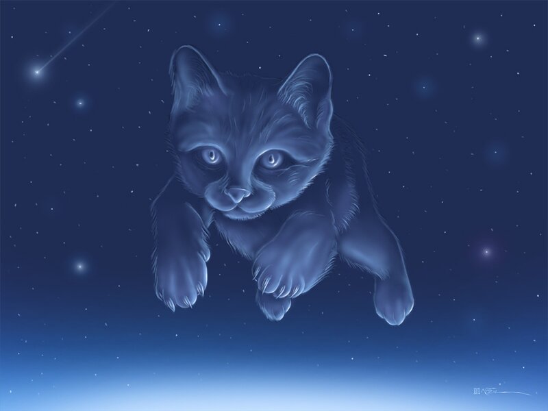 kitten in the starry night