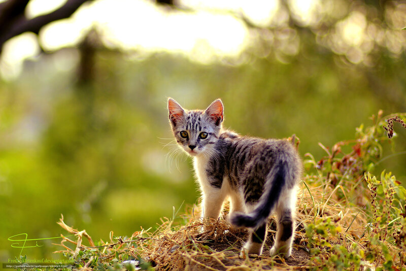 Kitten in the Sunlight