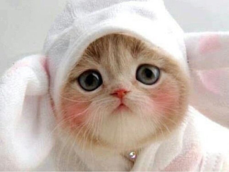 Kitten in Towel