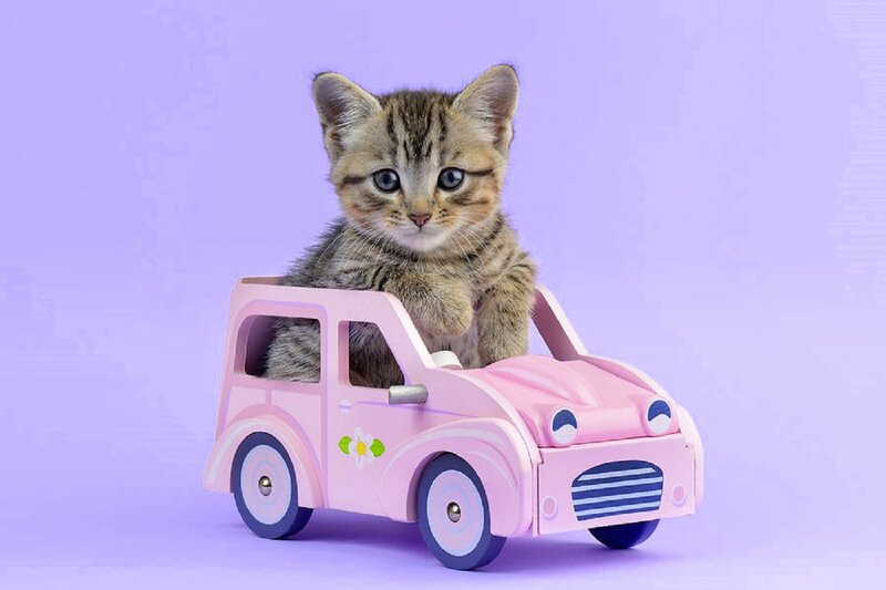 Kitten in Toy Car — Pink