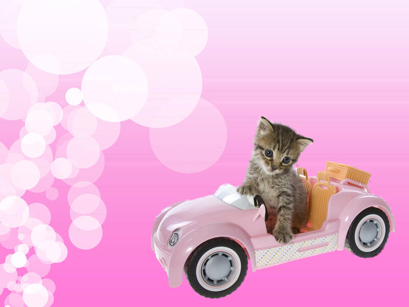 Kitten in Toy Car