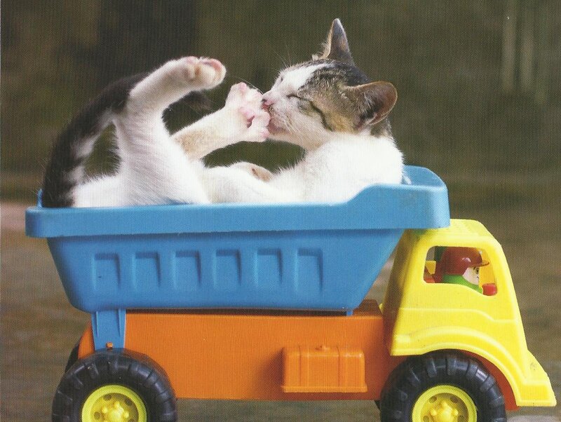 Kitten in Toy Truck — Blue