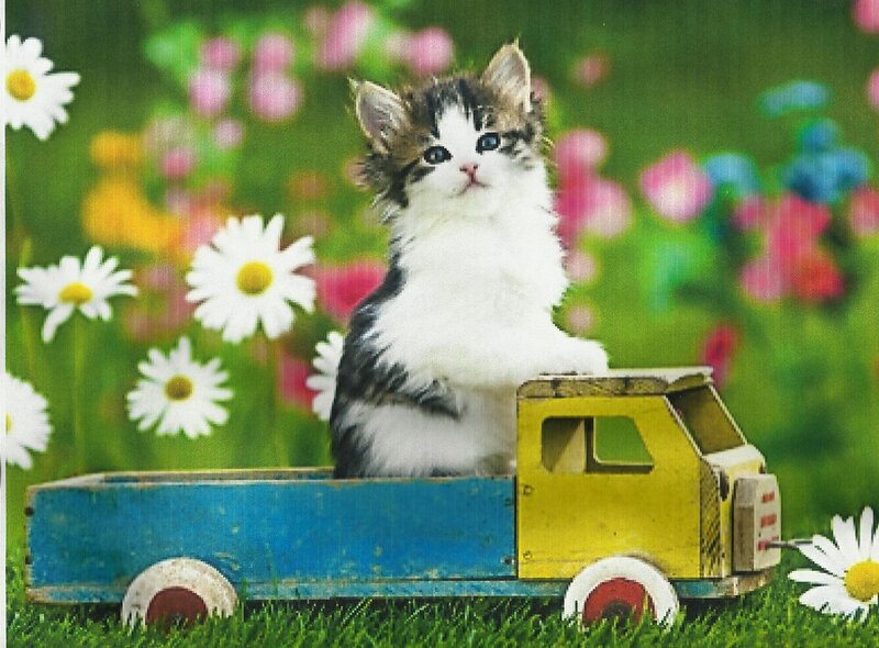 Kitten in Toy Truck