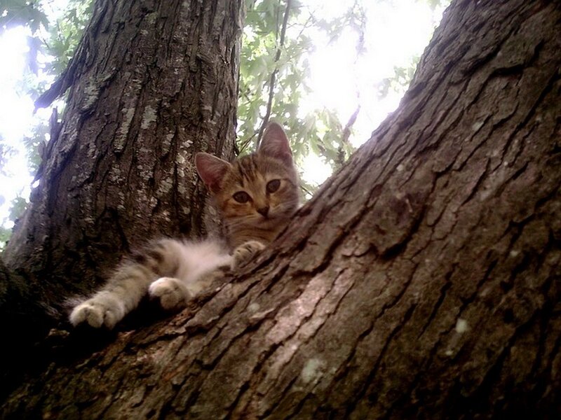 Kitten in Tree — Brown
