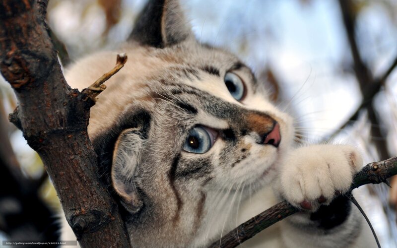 Kitten in Tree — Gray