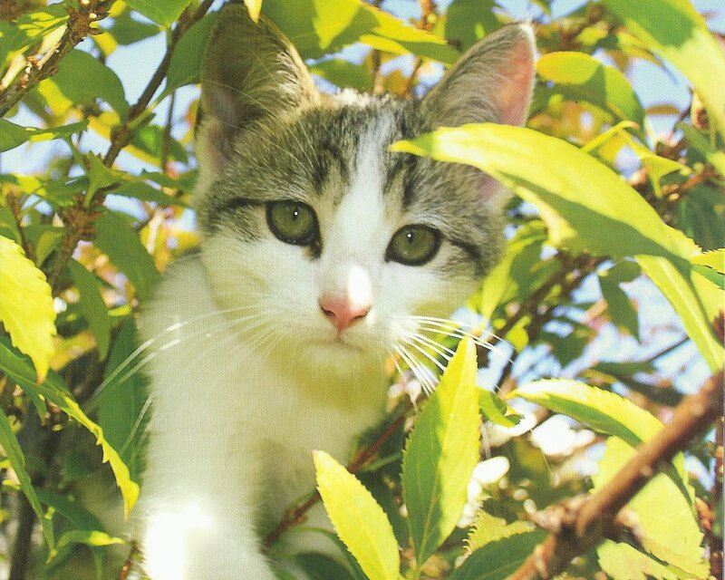 Kitten in Tree — Green, Calm