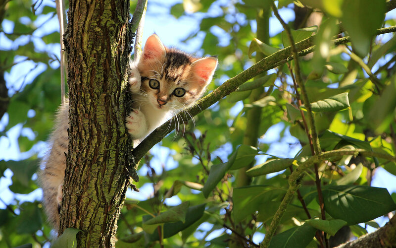 Kitten in Tree — Green, Curious, Afternoon, Photograph