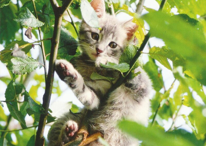Kitten in Tree — Green, Curious, Afternoon