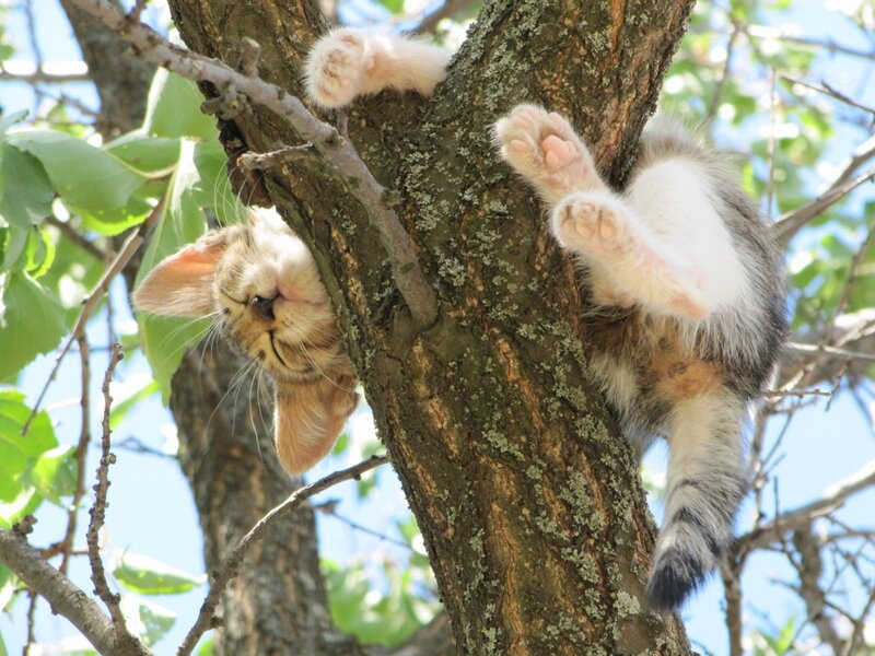 Kitten in Tree — Green