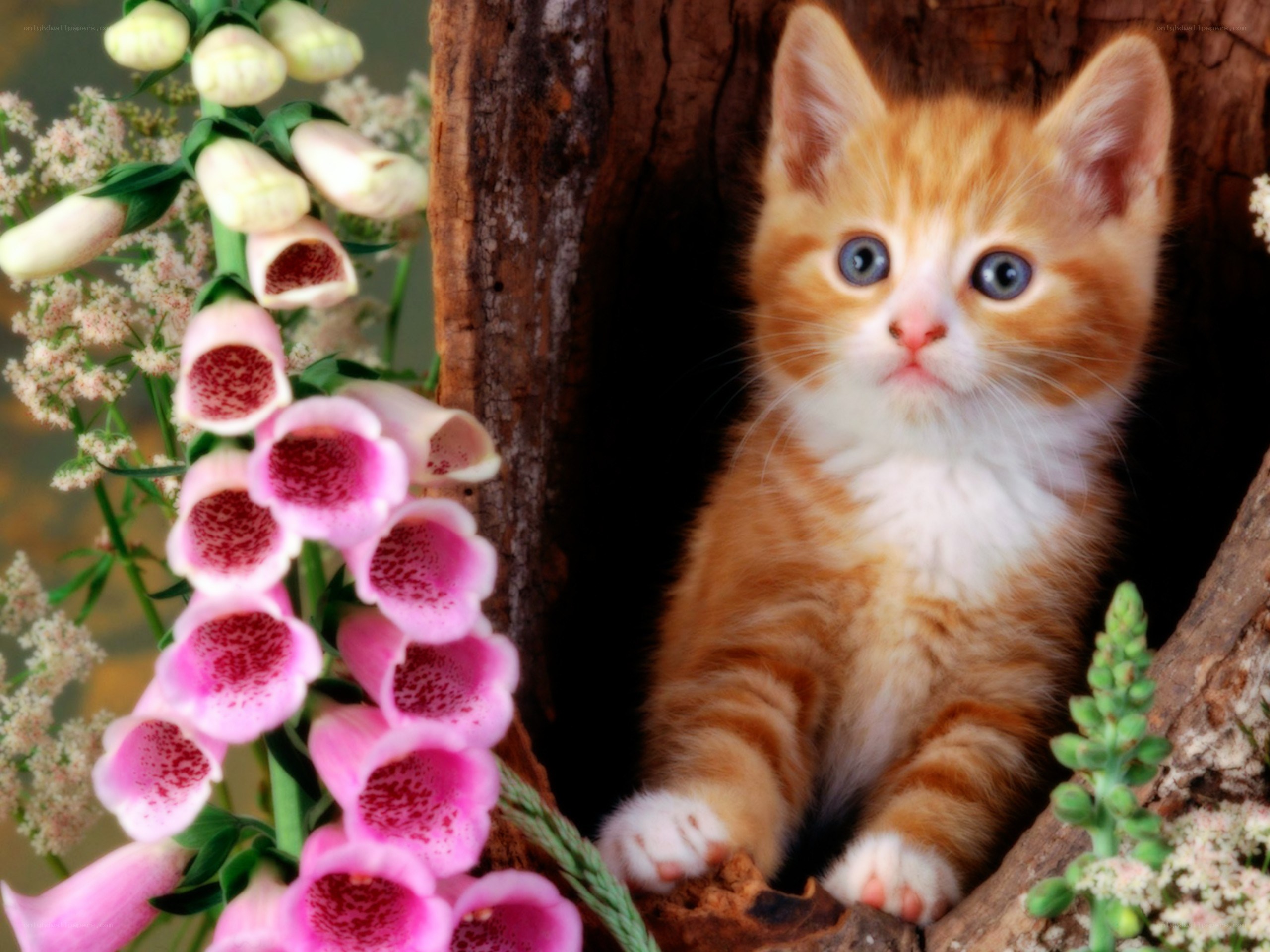 kitten in tree hollow
