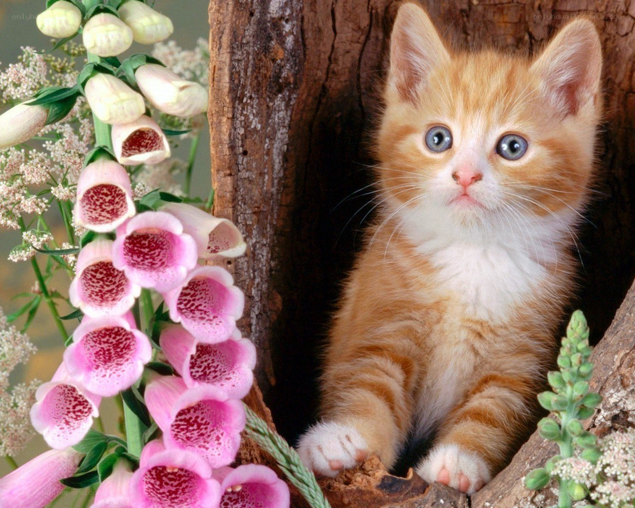 kitten in tree hollow