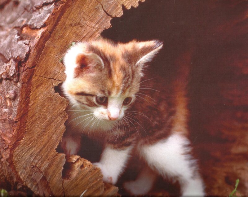 Kitten in Tree Hollow — Brown