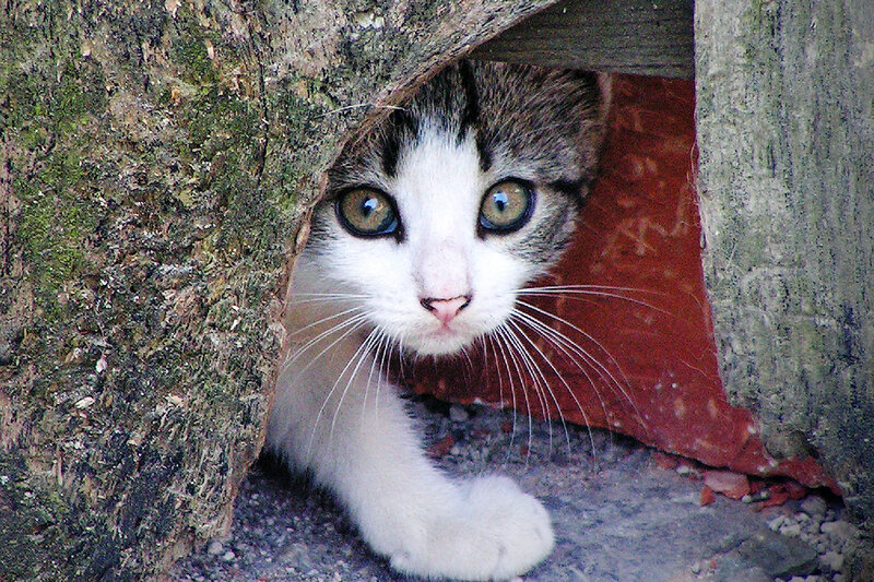 Kitten in Tree Hollow — White