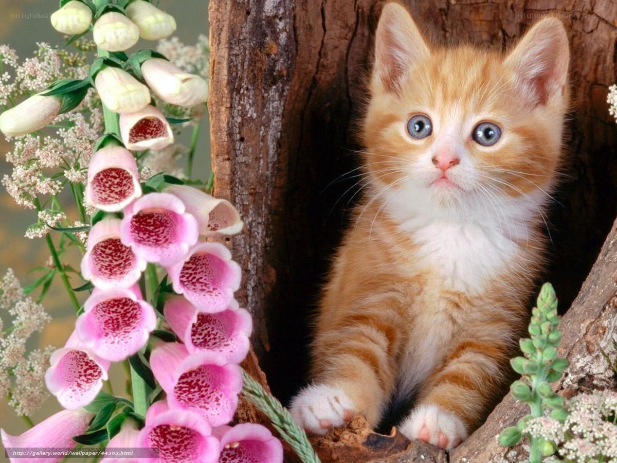 kitten in tree hollow