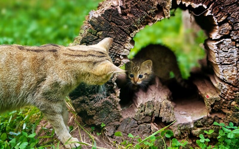 Kitten in Tree Stump