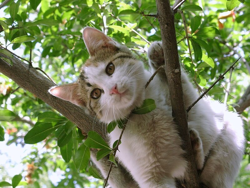Kitten in Tree