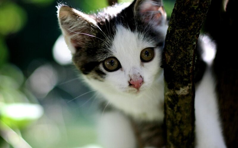 Kitten in Tree — White
