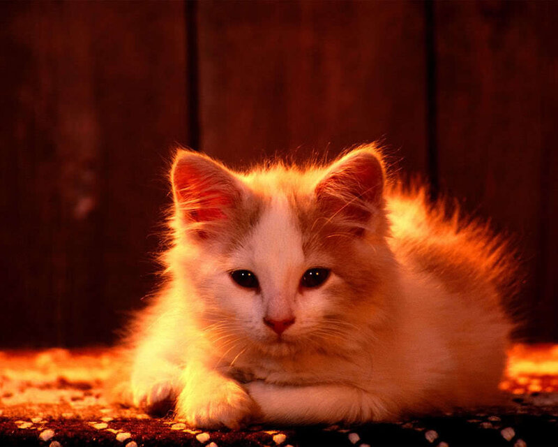 kitten in warm light