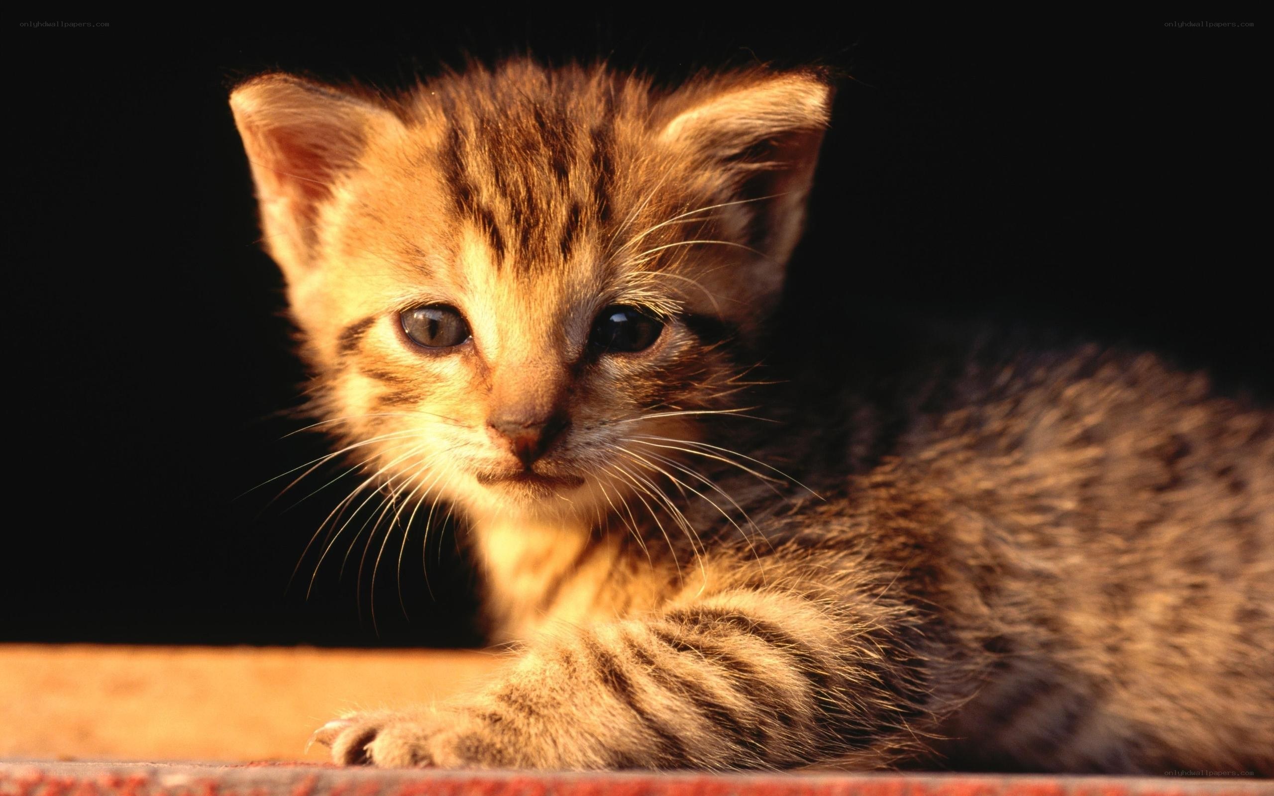 kitten in warm light