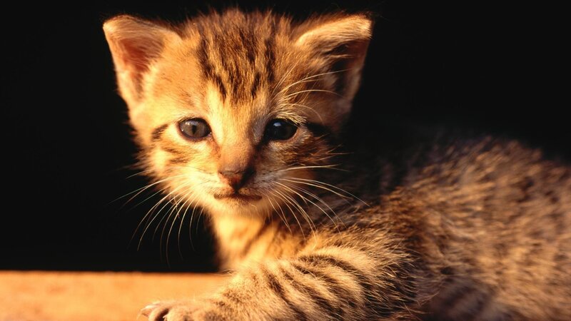 kitten in warm light