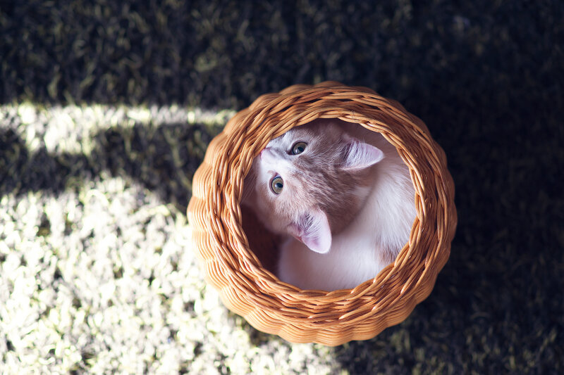 Kitten in Wicker Basket — Brown