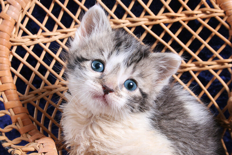 Kitten in Wicker Basket