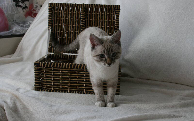 Kitten in Wicker Basket — White