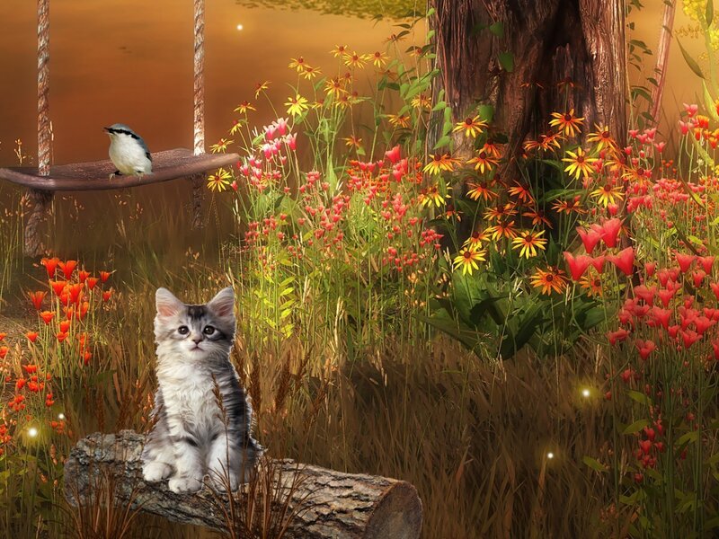 Kitten in Wildflowers — Orange