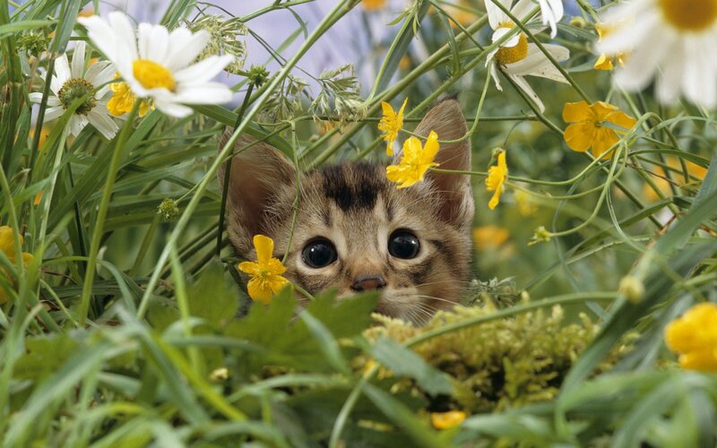 Kitten in Wildflowers