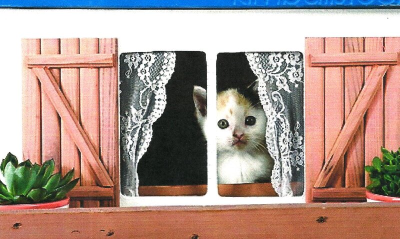 Kitten in Window
