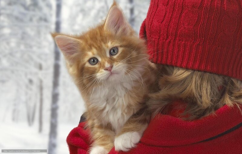 kitten in winter clothes
