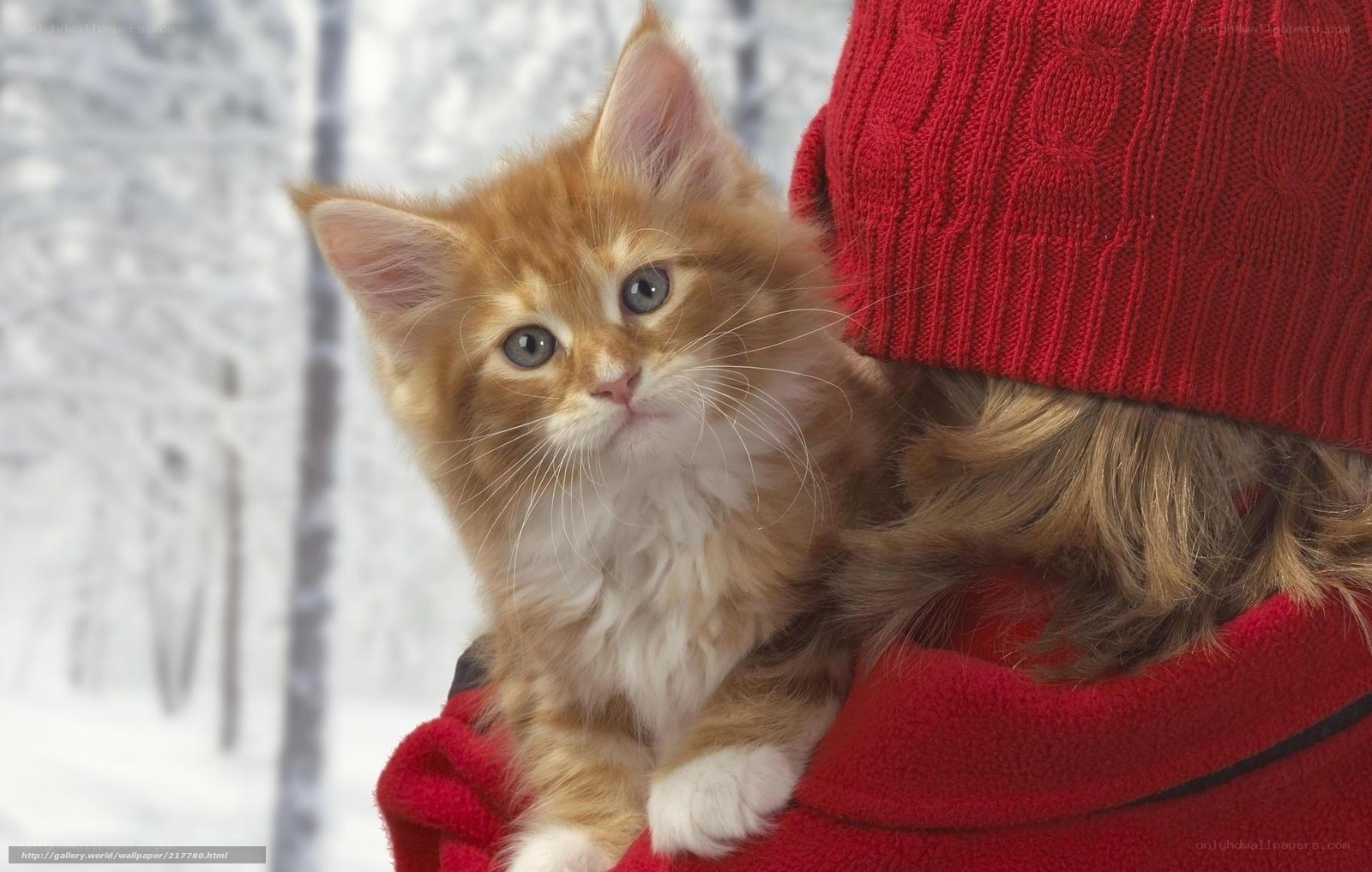 kitten in winter clothes