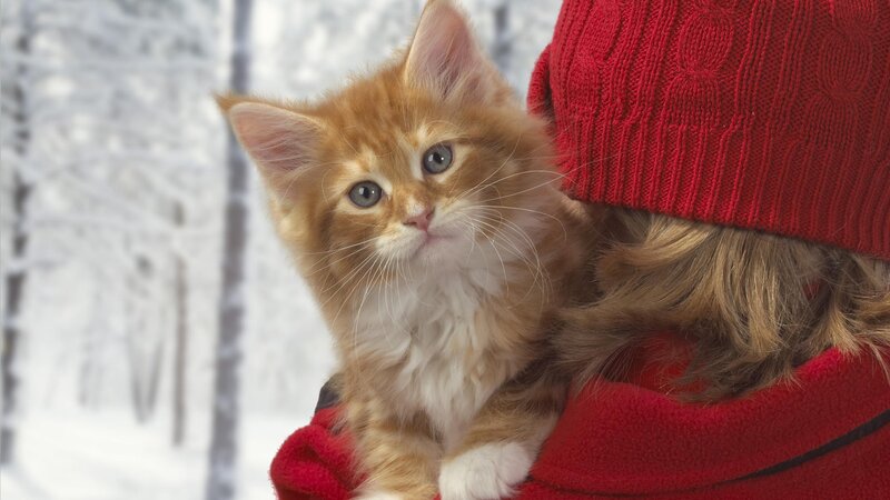 kitten in winter coat