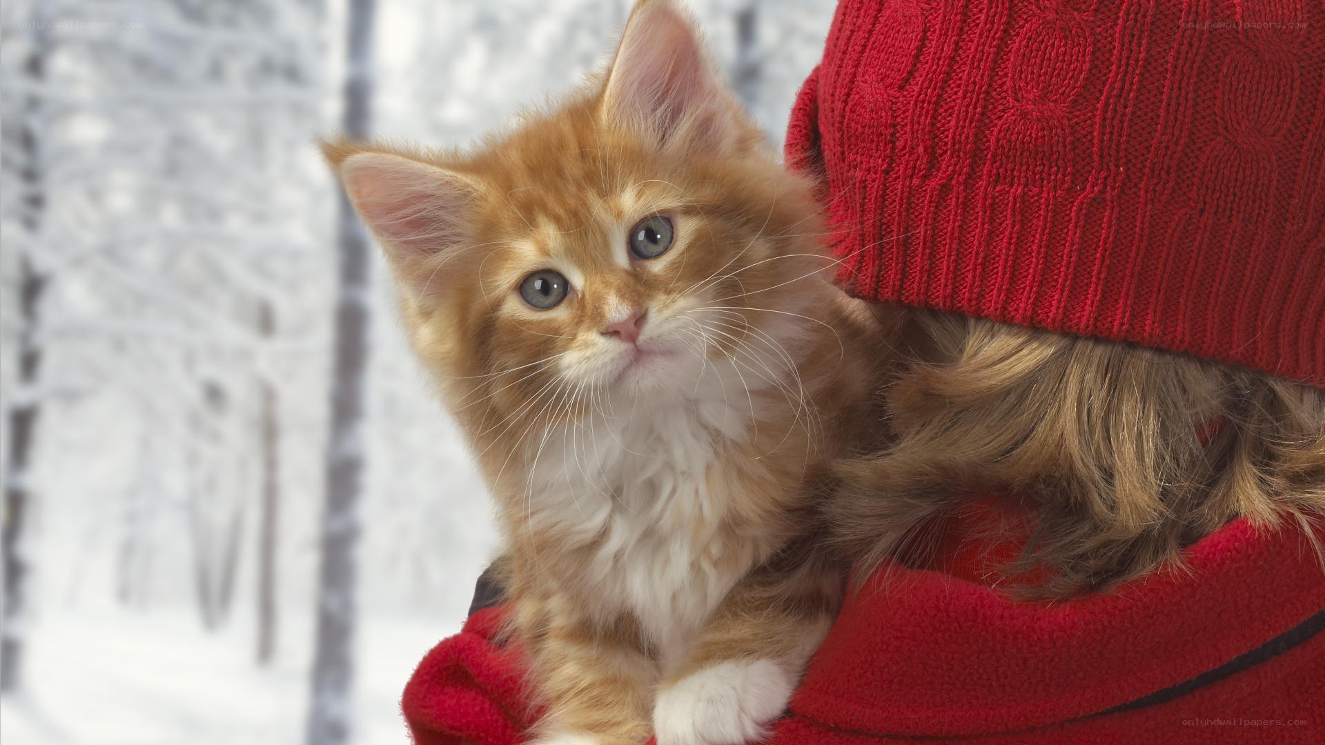 kitten in winter coat
