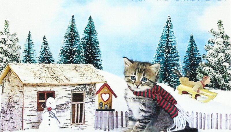 Kitten in Winter Scarf