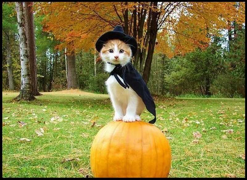 Kitten in Witch Costume
