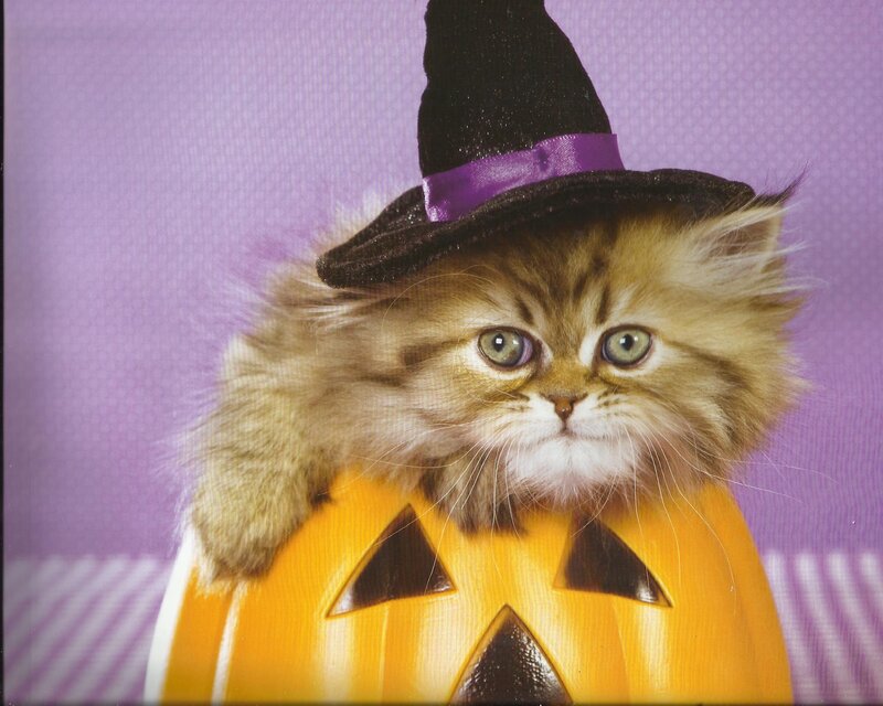 Kitten in Witch Hat — Purple