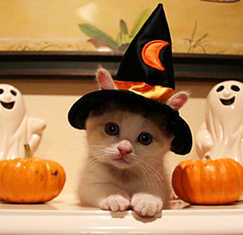 Kitten in Witch Hat