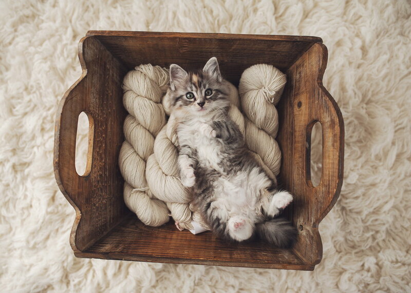 Kitten in Wooden Basket