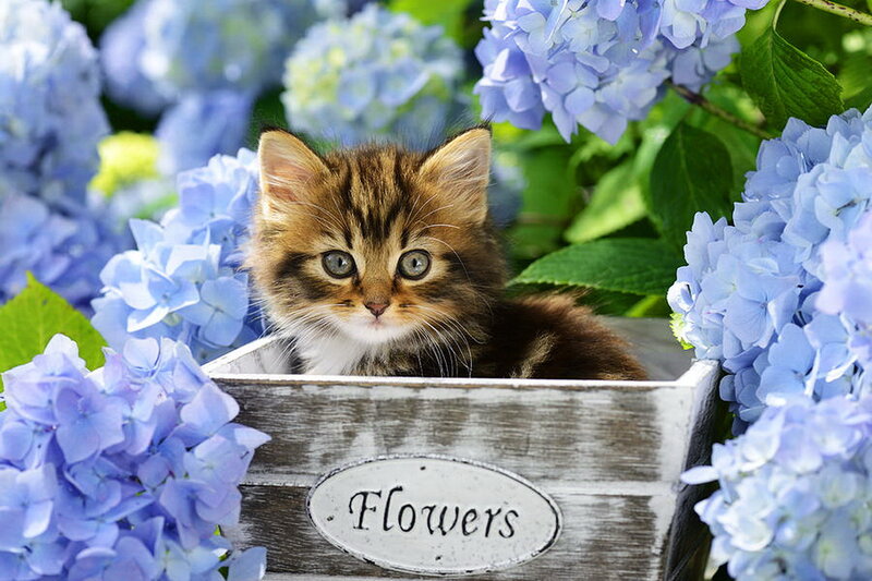 Kitten in Wooden Box — Blue