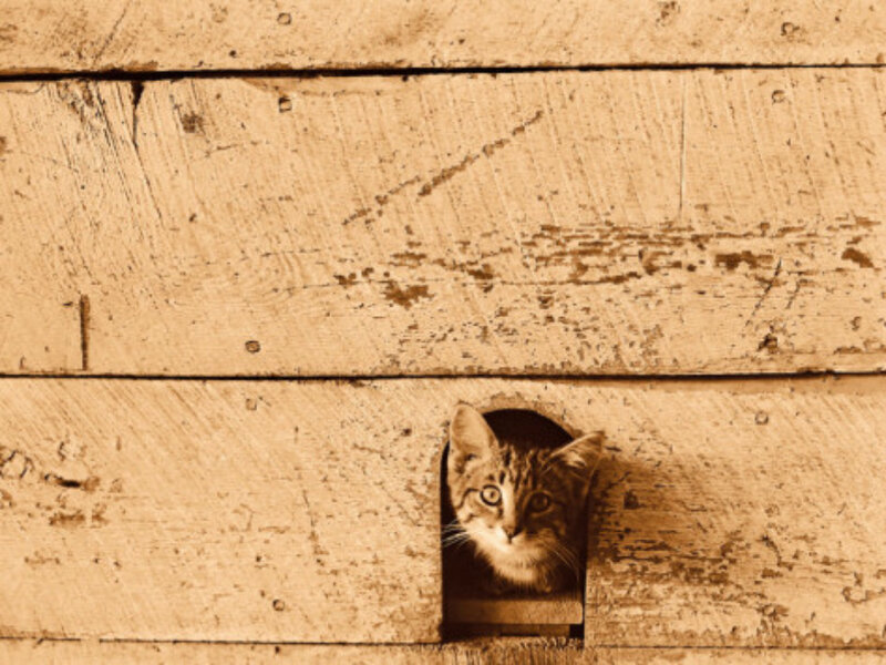 Kitten in Wooden Box — Brown